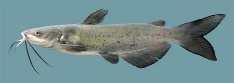 chanel fish|channel catfish characteristics.